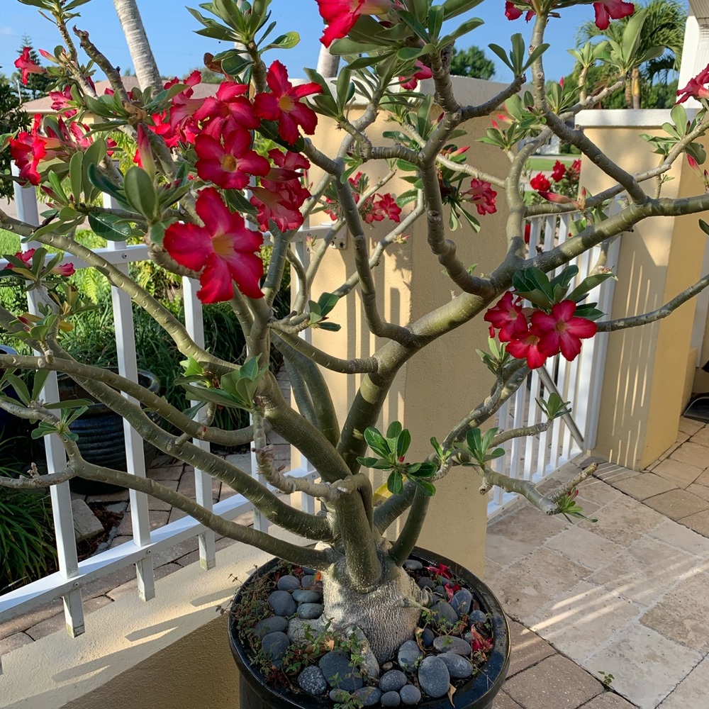 Meet your Posher, Nelly